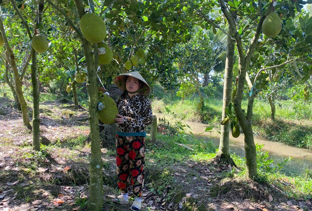 Hiệu quả từ mô hình cho vay trồng mít ruột đỏ